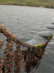 Moules irlandaises bio sur cordes
Photo : © Board Bia