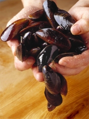 Moules irlandaises bio sur cordes
Photo : © Board Bia
