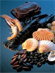 Quelques produits phare de la mer en provenance d'Irlande
Photo : © Board Bia