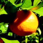 Clémentine de Corse : la seule clémentine française