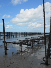 Les moules de bouchot. L'eau à la bouche
Photo : © CNC