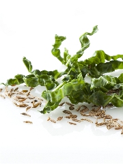 Graines de Carvi & Jeunes Pousses de Salades
Photo : © Ducros / Studio Nicolas Louis