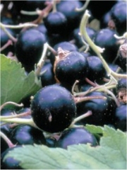 Photo : © Le Cassissium