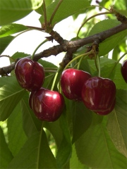 Le temps des cerises