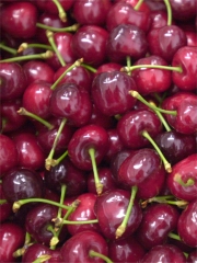 Cerises de France