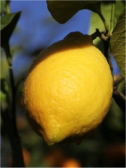 Le Citron de Menton