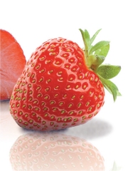 La Fraise du Périgord
Photo : B. Plantevin - CHAGRI