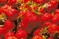 La Fraise du Périgord
Photo : B. Plantevin - CHAGRI