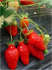 Les fraises de Nîmes
Photo : © Association Fraises de Nîmes