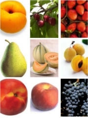 Fruits d'été
Photo : Fruits d'été