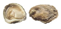 Huîtres plates (Ostrea edulis)