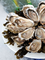 Les huîtres
Photo : DR