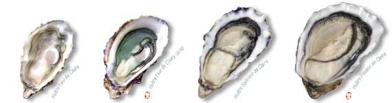 Huîtres Marennes Oléron