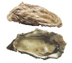 Huîtres creuses (Crassostrea gigas)