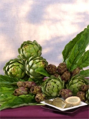 Les artichauts Prince de Bretagne
Photo : © Prince de Bretagne