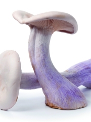 Le pied bleu
Photo : © ANICC