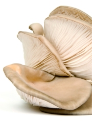 Le pleurote
Photo : © ANICC