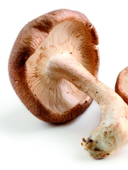 Le Shiitake
Photo : © ANICC