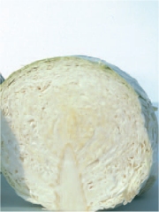 Chou Cabus
Photo : © IFCC