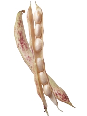 Coco de Paimpol (06/2013)