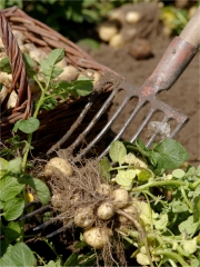 La Bonnotte de Noirmoutier
Photo : P. Miera