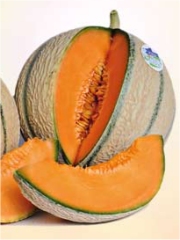 Melon du Haut-Poitou
Photo : DR