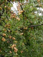 Branche de mirabelliers en fruits
Photographe : Ctifl / P. Greff