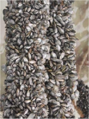 Moules de bouchot en STG
Crédit Photo : © INAO