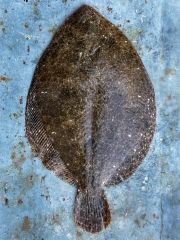 La Barbue
Photo : © Patrick Lazic