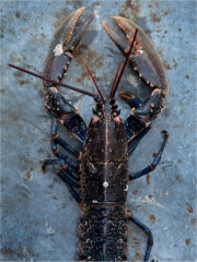 Homard Bleu
Photo : © Pavillon France