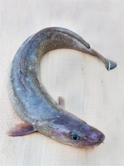 Une Julienne
Photo : © Pavillon France