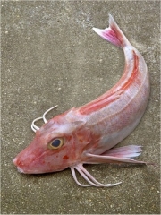 Le Grondin
Photo : © Pavillon France