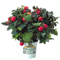 Cultivez vos tomates