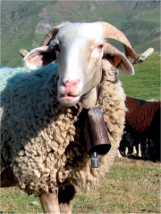 Mouton Barèges Gavarnie
Photo : DR