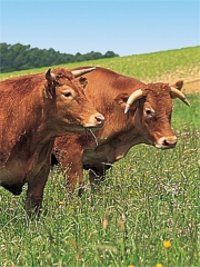 Le boeuf de Chalosse
Photo : © Boeuf de Chalosse