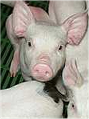 Porc de Franche-Comté
Photo : © INTERPORC Franche-Comté