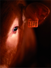 Veau d'Aveyron et du Ségala
Photo : © Thierry des Ouches