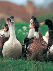 Canards fermiers des Landes
Photo : © Jean-Bernard Laffitte