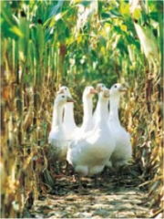 Oie d'Anjou
Photo : © ODG Fermiers Val de Loire