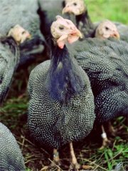 Pintade
Photo : © Jean-Bernard Lafitte / CIP