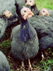 Pintade
Photo : © CIP