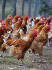 Volailles Fermières d'Auvergne
Photo : DR