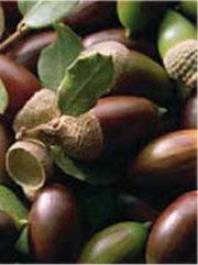 Les fameux bellotas, des glands appréciés des porcs ibériques.
Photo : DR