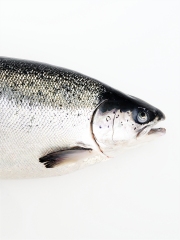 Le Coeur de Saumon de Norvège
Photo : © Norge