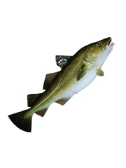 Le Skrei de Norvège
Photo : © Norge