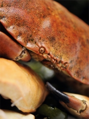 Le Tourteau de Norvège
Photo : © Norge