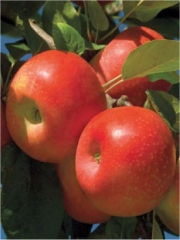 Ariane Pomme
Photo : © pomme Ariane