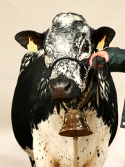 Candy, une vache de race vosgienne
Photo : © Emmanuelle Wendling