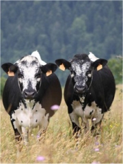 Vaches de race vosgienne
Photo : DR