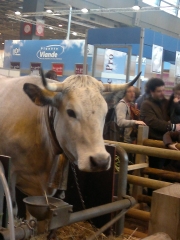 Valentine, 7 ans, Vache de race Gasconne
Photo : © Patrick Neveu / Cooking2000